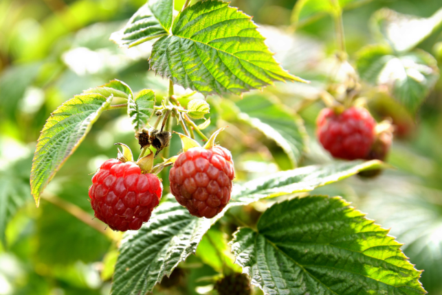 плодові кущі плодові кущі